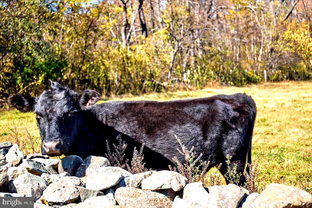 290 Riley Hollow Road Huntly, VA 22640 - Photo 87 of 148