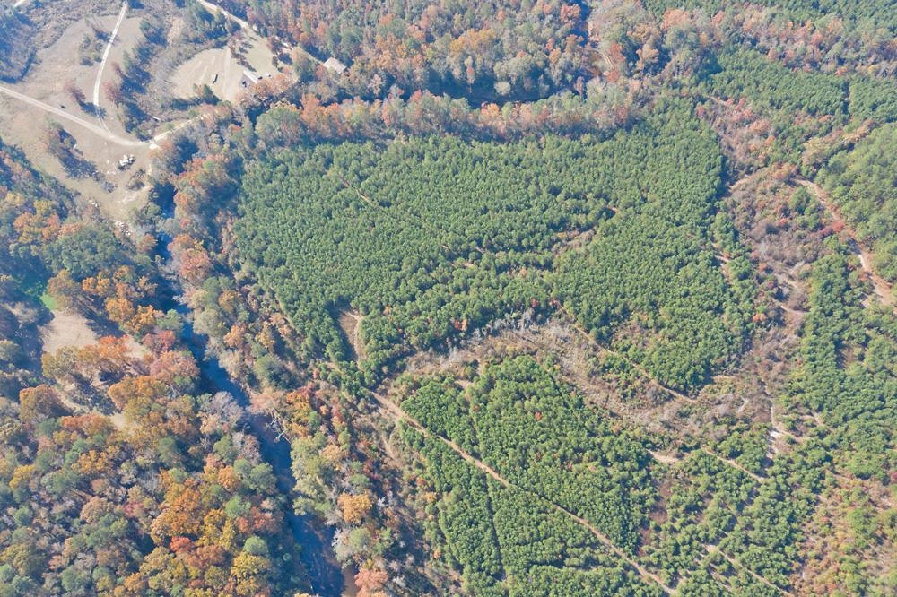 8 Josey Williams Road Erwin, NC 28339 - Photo 18 of 26 a view of a lush green forest with trees and flowers