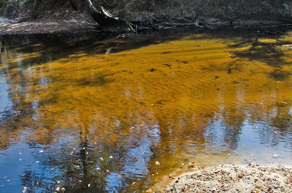 8 Josey Williams Road Erwin, NC 28339 - Photo 24 of 26 a view of a yard