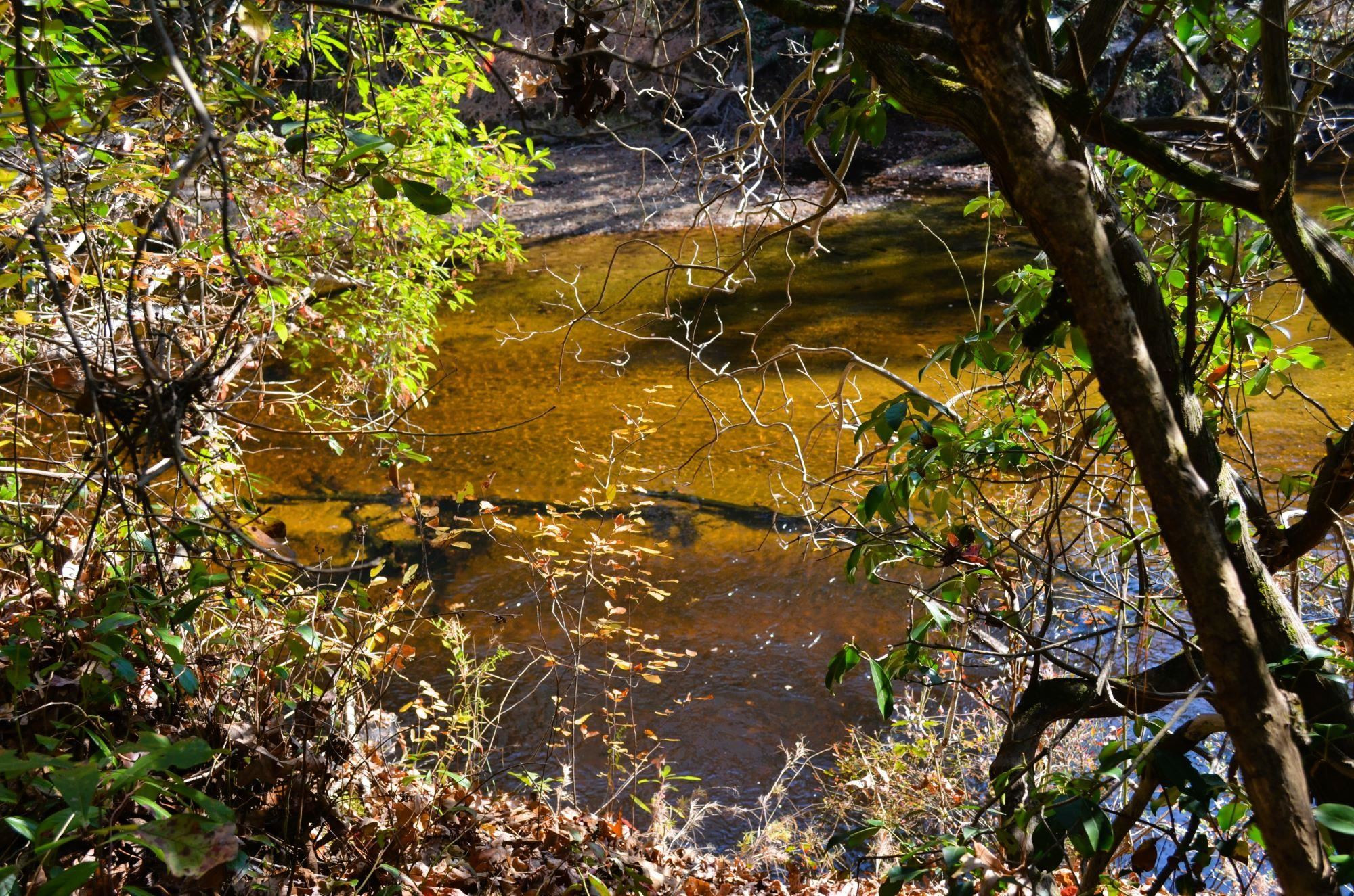 8 Josey Williams Road Erwin, NC 28339 - Photo 4 of 26 a backyard of a tree