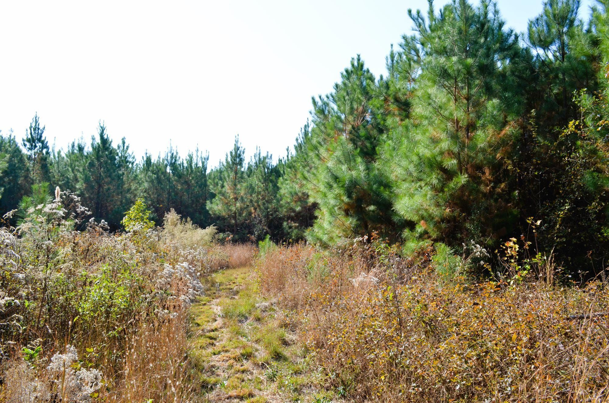 8 Josey Williams Road Erwin, NC 28339 - Photo 5 of 26 a view of a yard with a tree