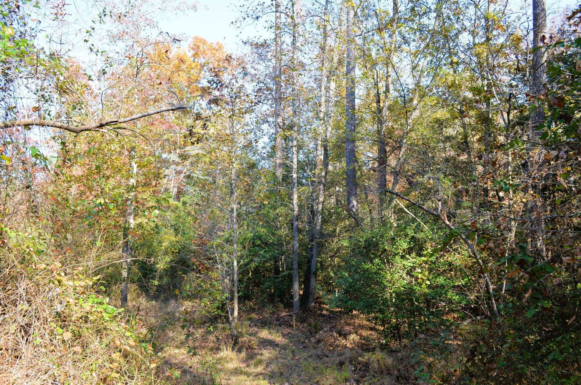 8 Josey Williams Road Erwin, NC 28339 - Photo 6 of 26 a view of a forest with lots of trees
