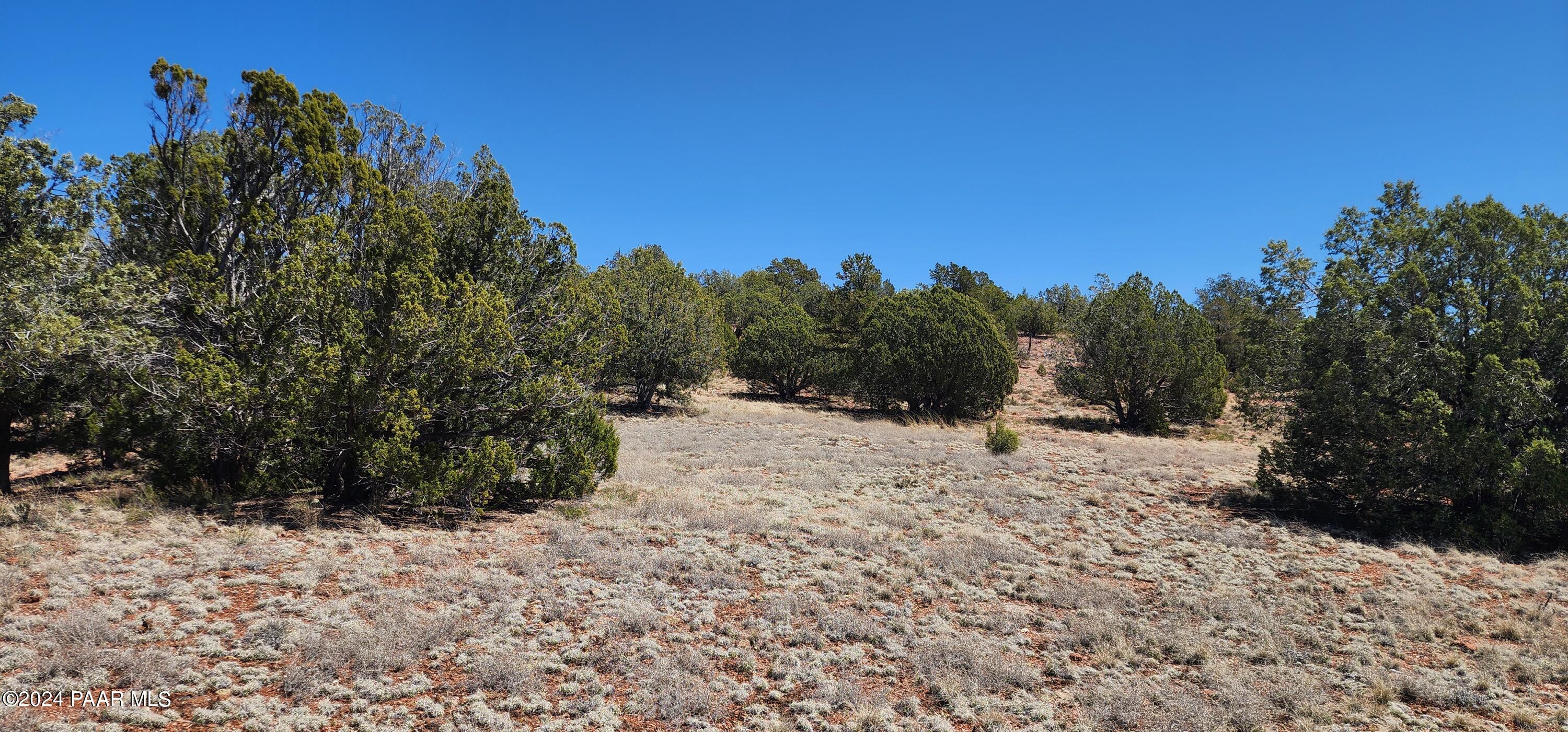 0 Wooden Ear Ranch Road Seligman, AZ 86337 - Photo 18 of 47 a view of a dry yard with trees in the background