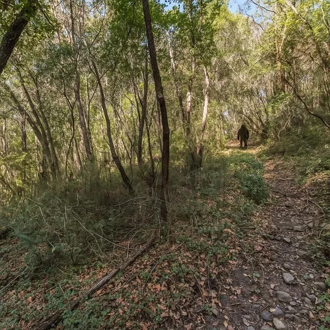a view of a forest that has large trees