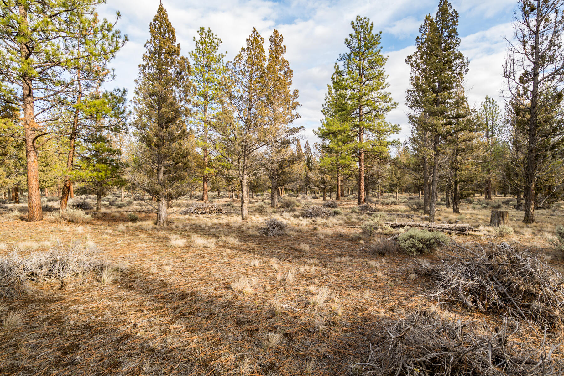 16305 Riata Court Sisters, OR 97759 - Photo 14 of 23 a view of outdoor space with trees