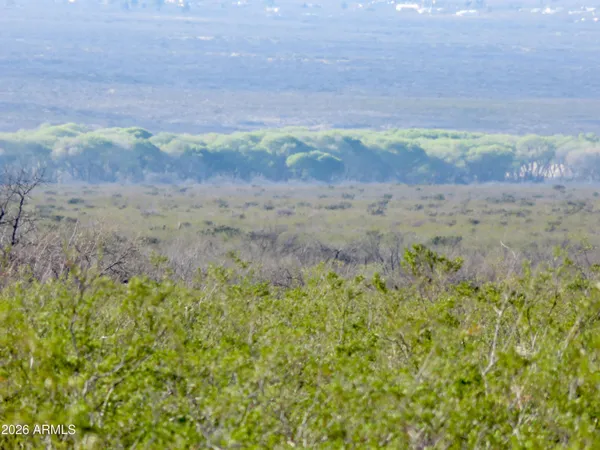 a view of a large tree in a field