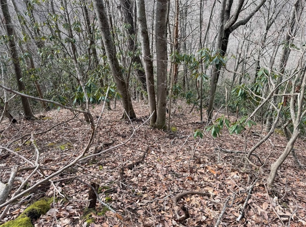 2.13-acres Big Ridge Road Bakersville, NC 28705 - Photo 2 of 10 a view of a forest filled with trees