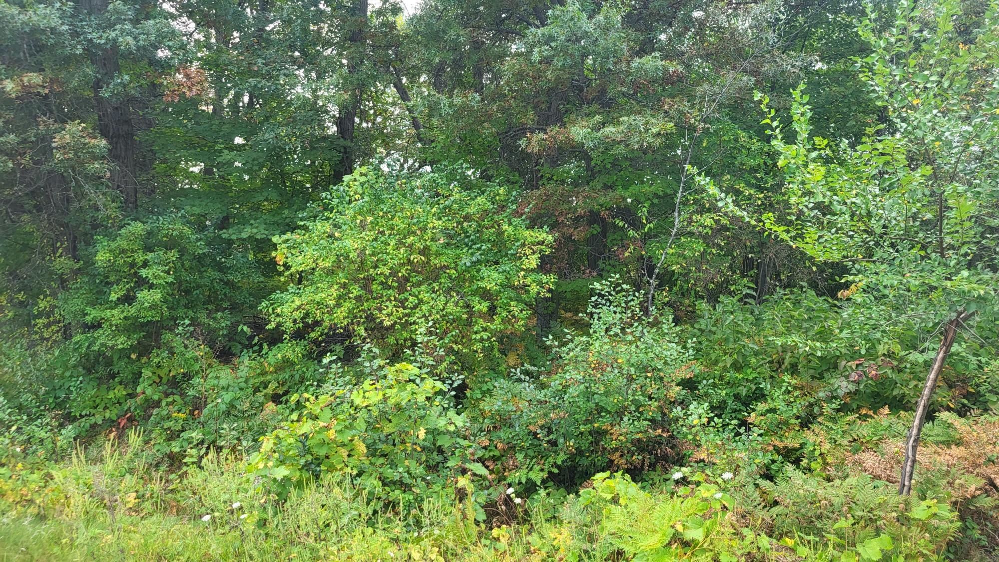 Lot 31 Tara Tomah, WI 54660 - Photo 3 of 10