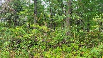 Lot 31 Tara Tomah, WI 54660 - Photo 5 of 10