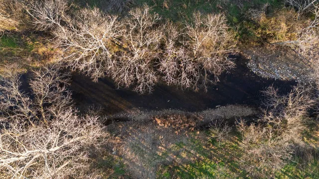 a view of a yard with a tree