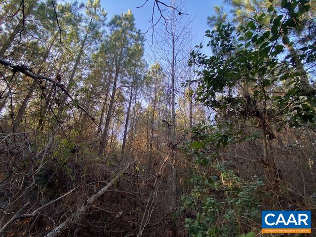 1390 Waltons Store Road Louisa, VA 23093 - Photo 2 of 5 a view of a forest with lots of trees