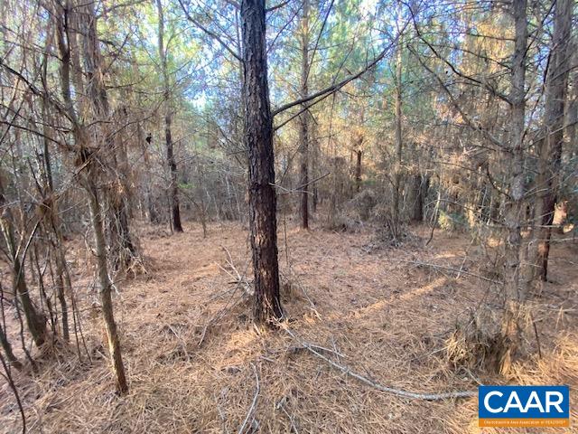 1390 Waltons Store Road Louisa, VA 23093 - Photo 3 of 5 a view of a forest filled with trees