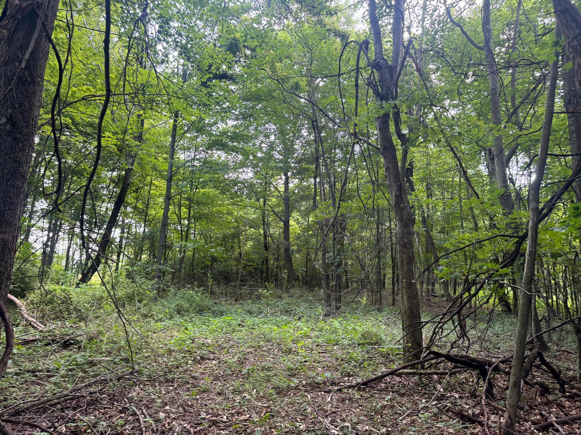 100 Golf Course Road, Unit TRACT 12 SKYLINE ACRES) Waverly, OH 45690 - Photo 42 of 44 CT-42