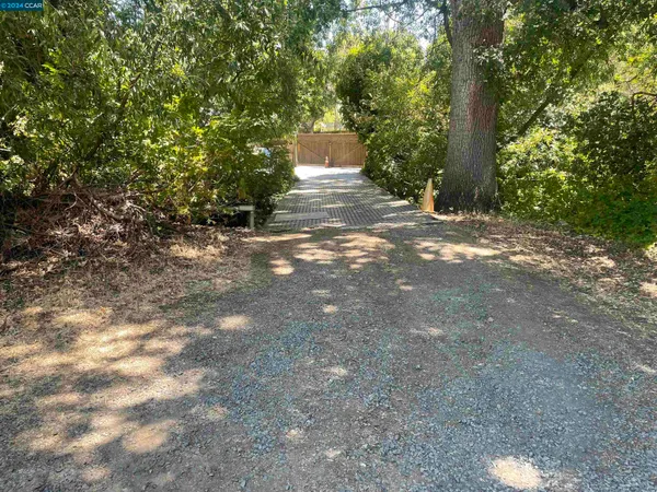 a view of a yard with plants and trees