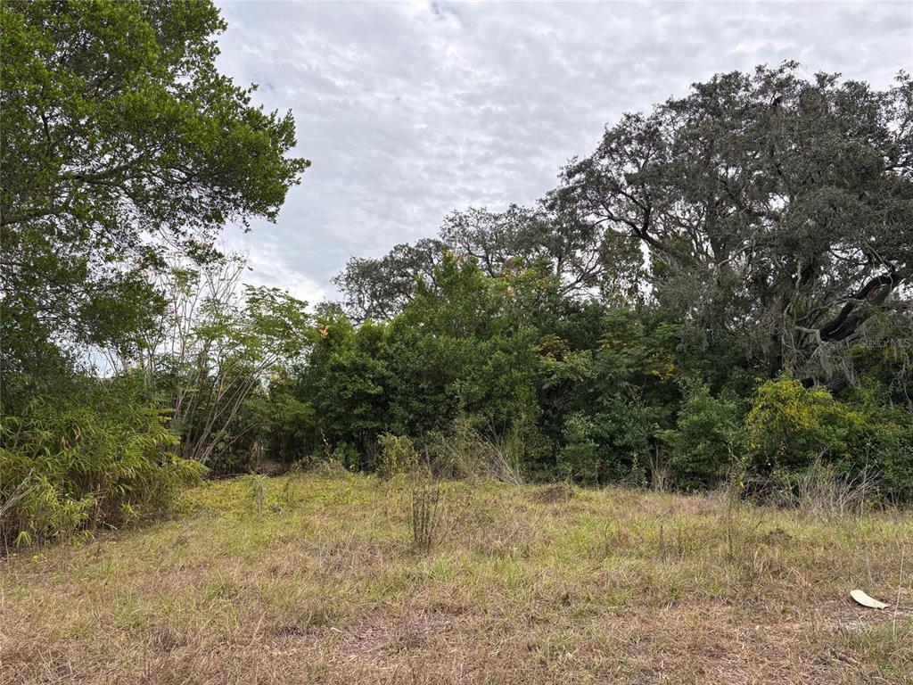 6330 Kelvin Court Spring Hill, FL 34606 - Photo 3 of 9 a view of a forest with trees in the background