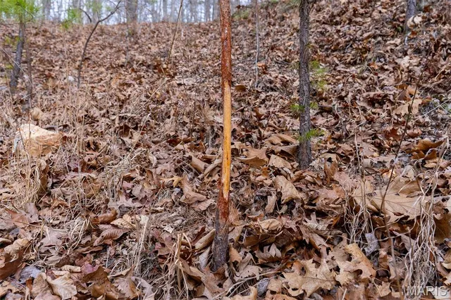 $710,000 | 7030 Wayne 341, Piedmont, MO 63957