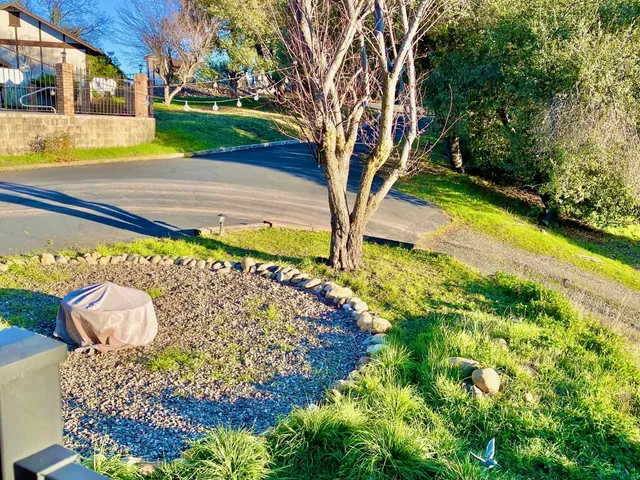 a view of a yard with plants and large trees