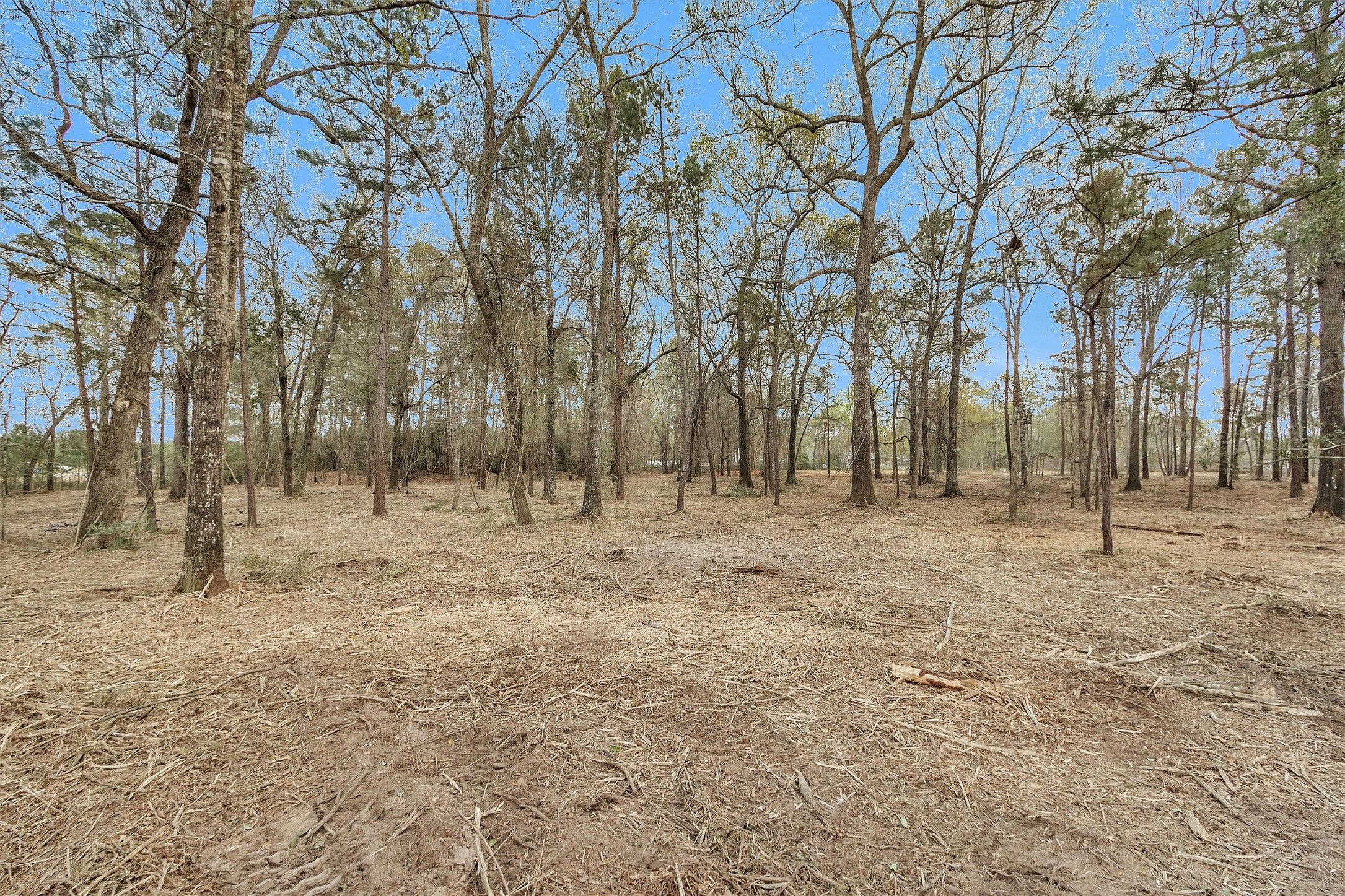 2921 Beasley Road Conroe, TX 77301 - Photo 12 of 18 a view of outdoor space with lots of trees