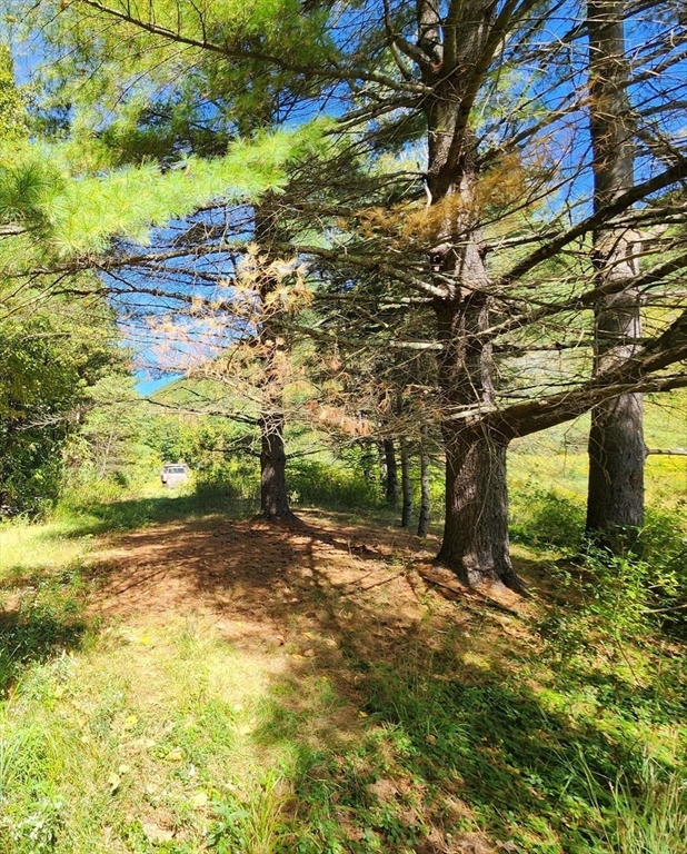 2153 Route 2 Charlemont, MA 01339 - Photo 9 of 25 a view of a yard with plants and large trees
