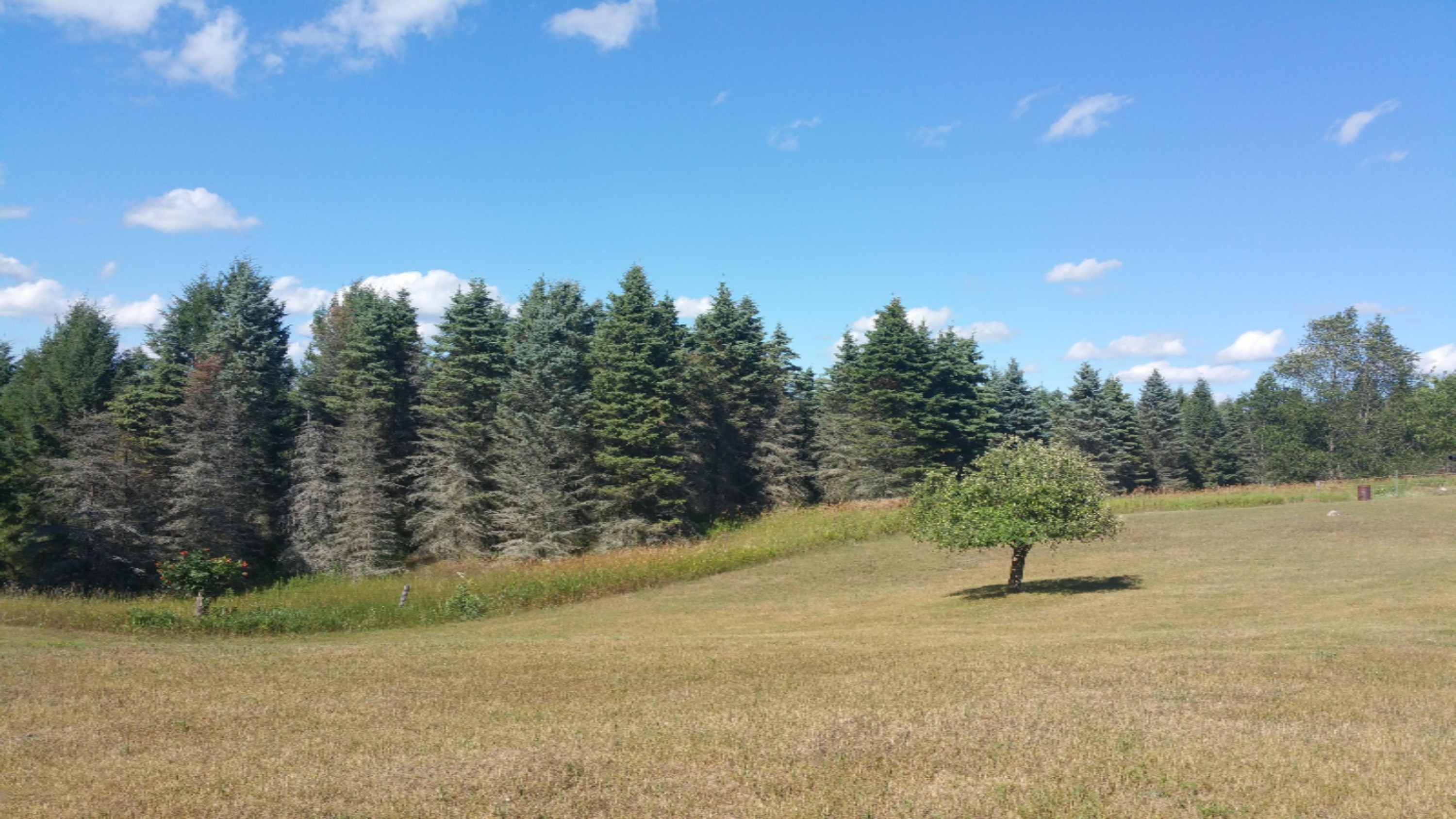 4646 West Geers Road McBain, MI 49657 - Photo 10 of 25 20160725_170524