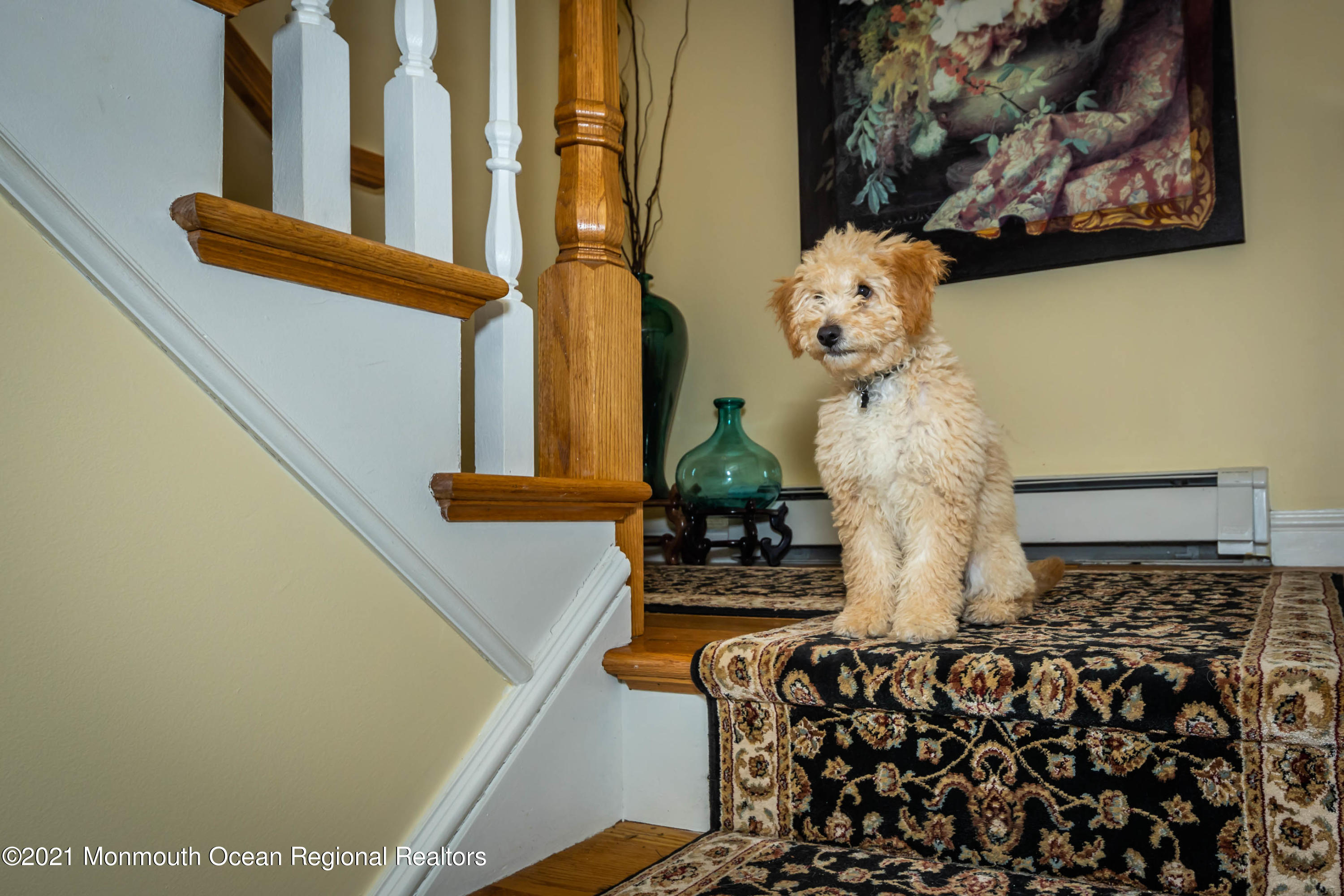 38 Conover Lane Red Bank, NJ 07701 - Photo 33 of 65 65_Puppy