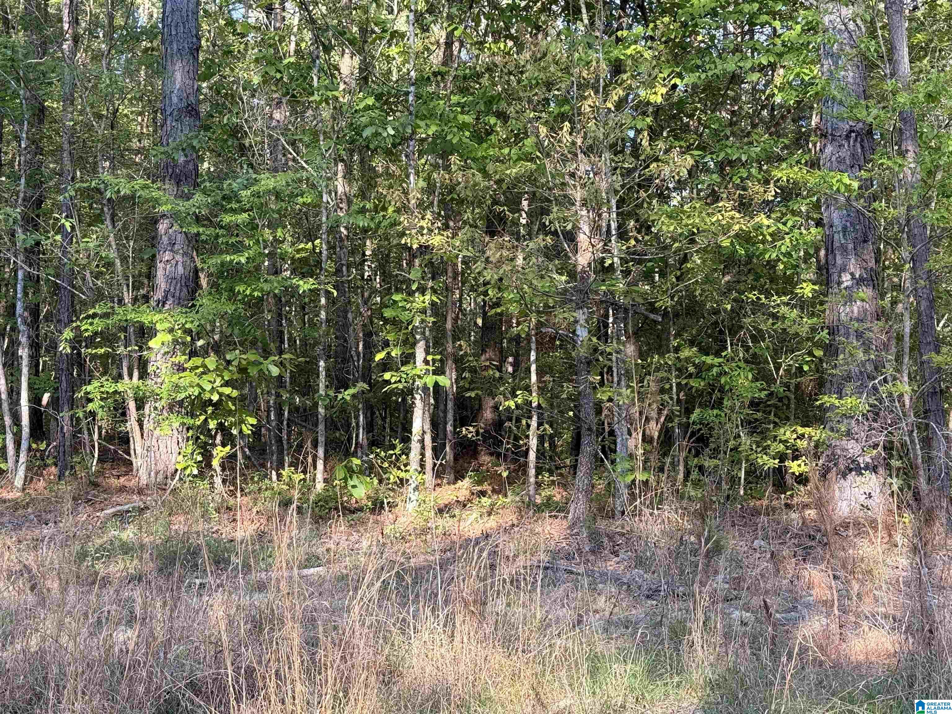 0 Piney Woods Road, Unit 3 Vincent, AL 35178 - Photo 7 of 16