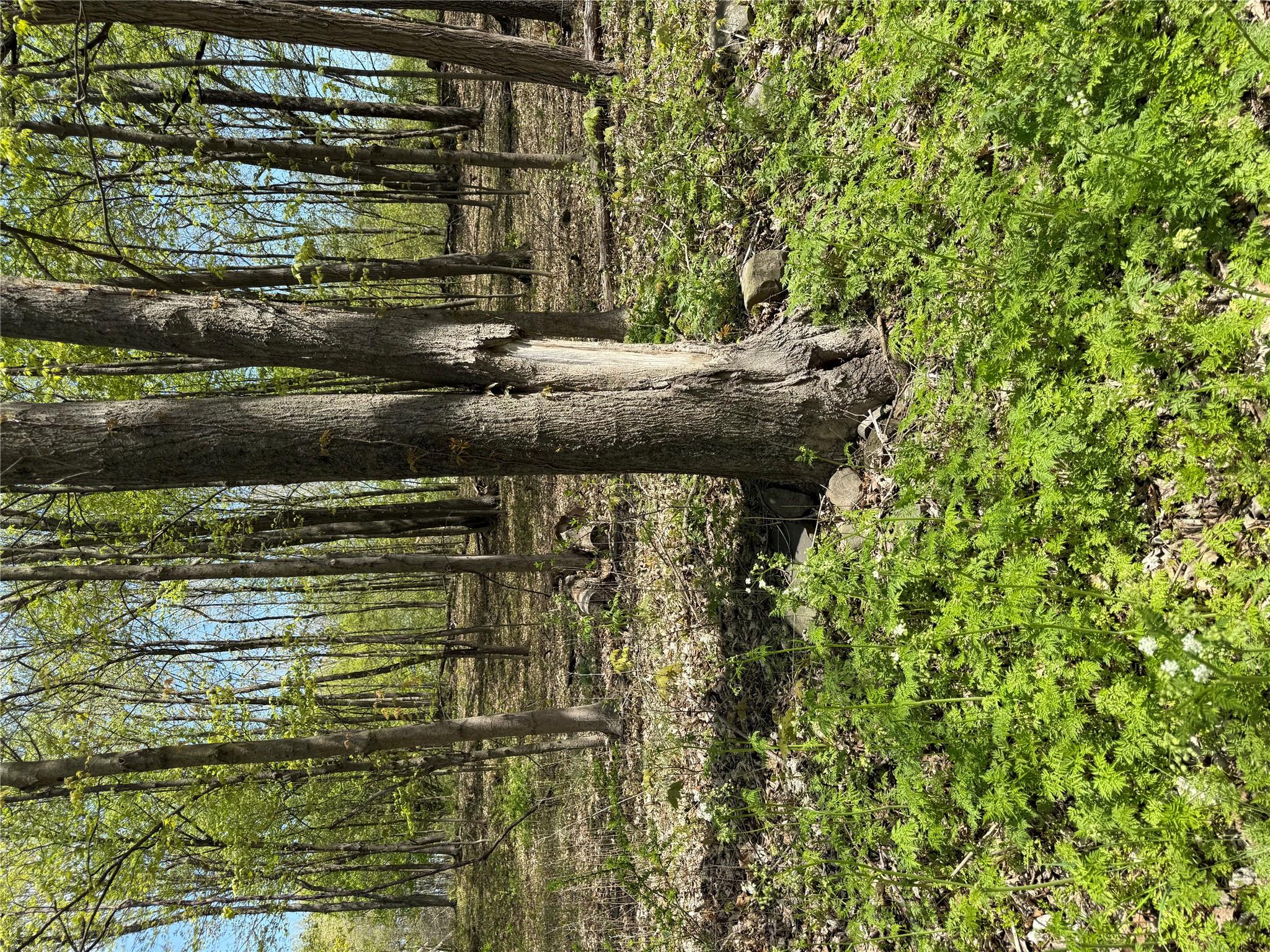 120 Floyd Ackert Road Esopus, NY 12493 - Photo 2 of 5 a backyard of a house with lots of green space