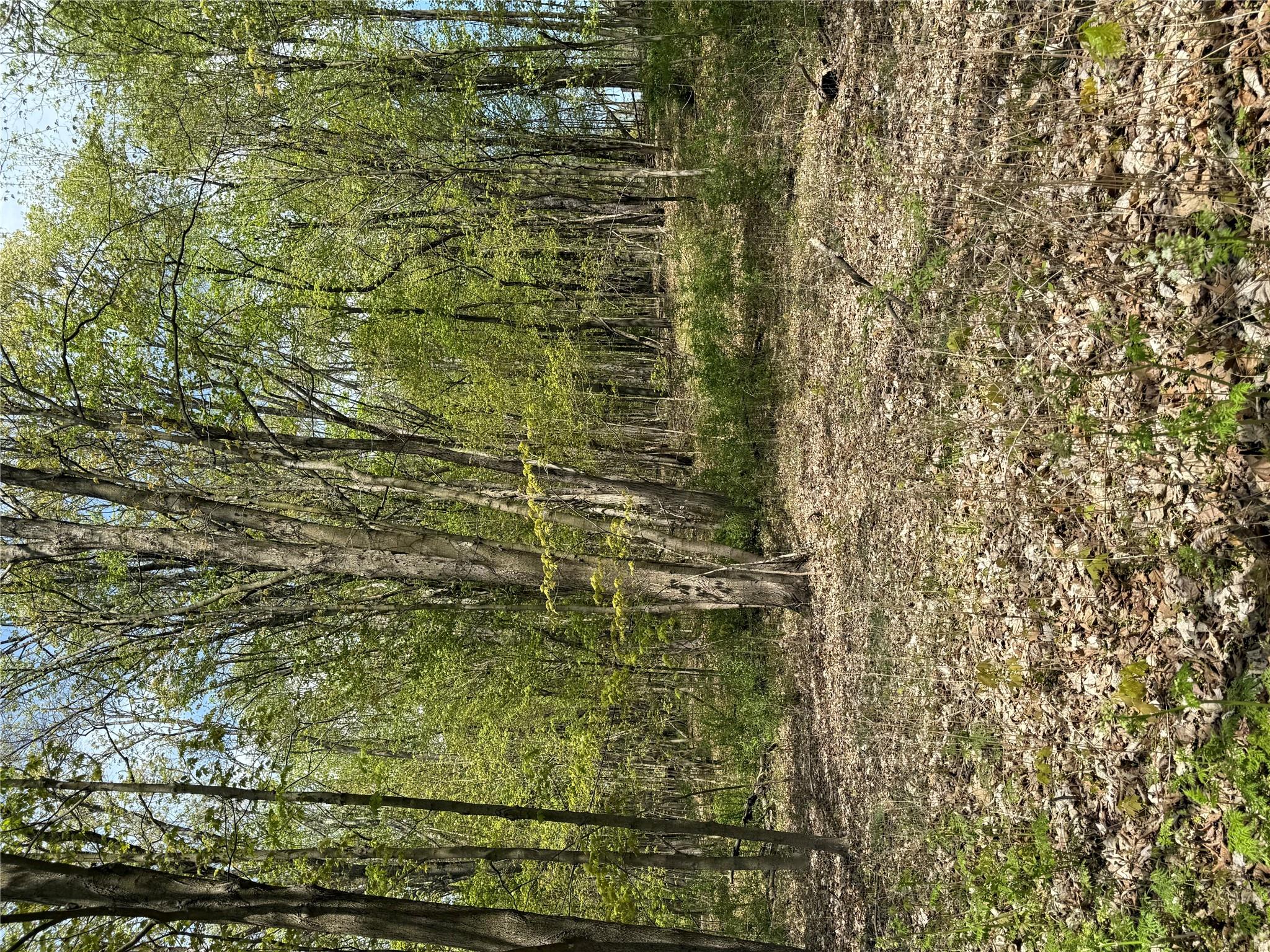 120 Floyd Ackert Road Esopus, NY 12493 - Photo 3 of 5 a big yard with lots of green space and plants