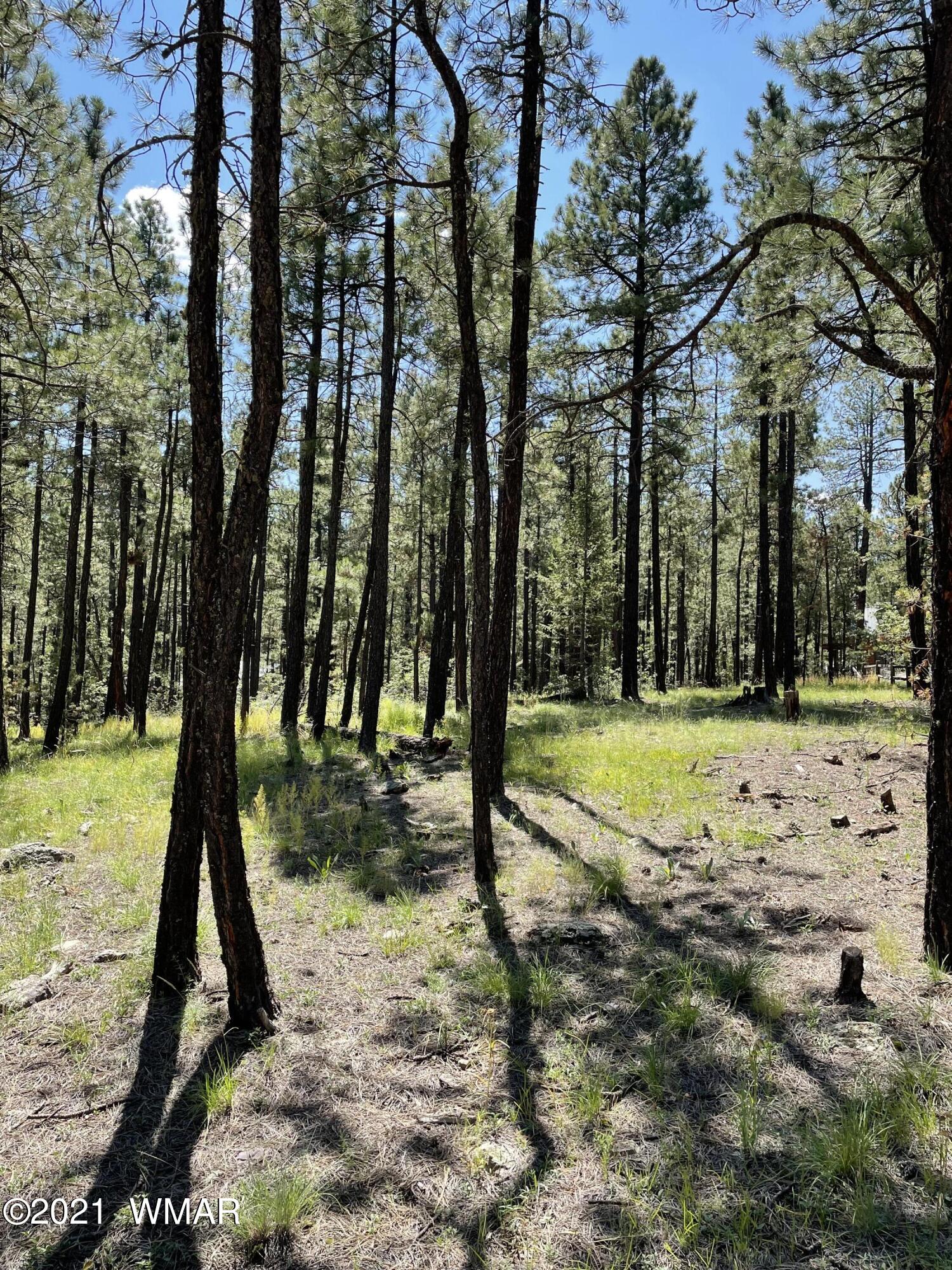 25 County Road Alpine, AZ 85920 - Photo 3 of 9