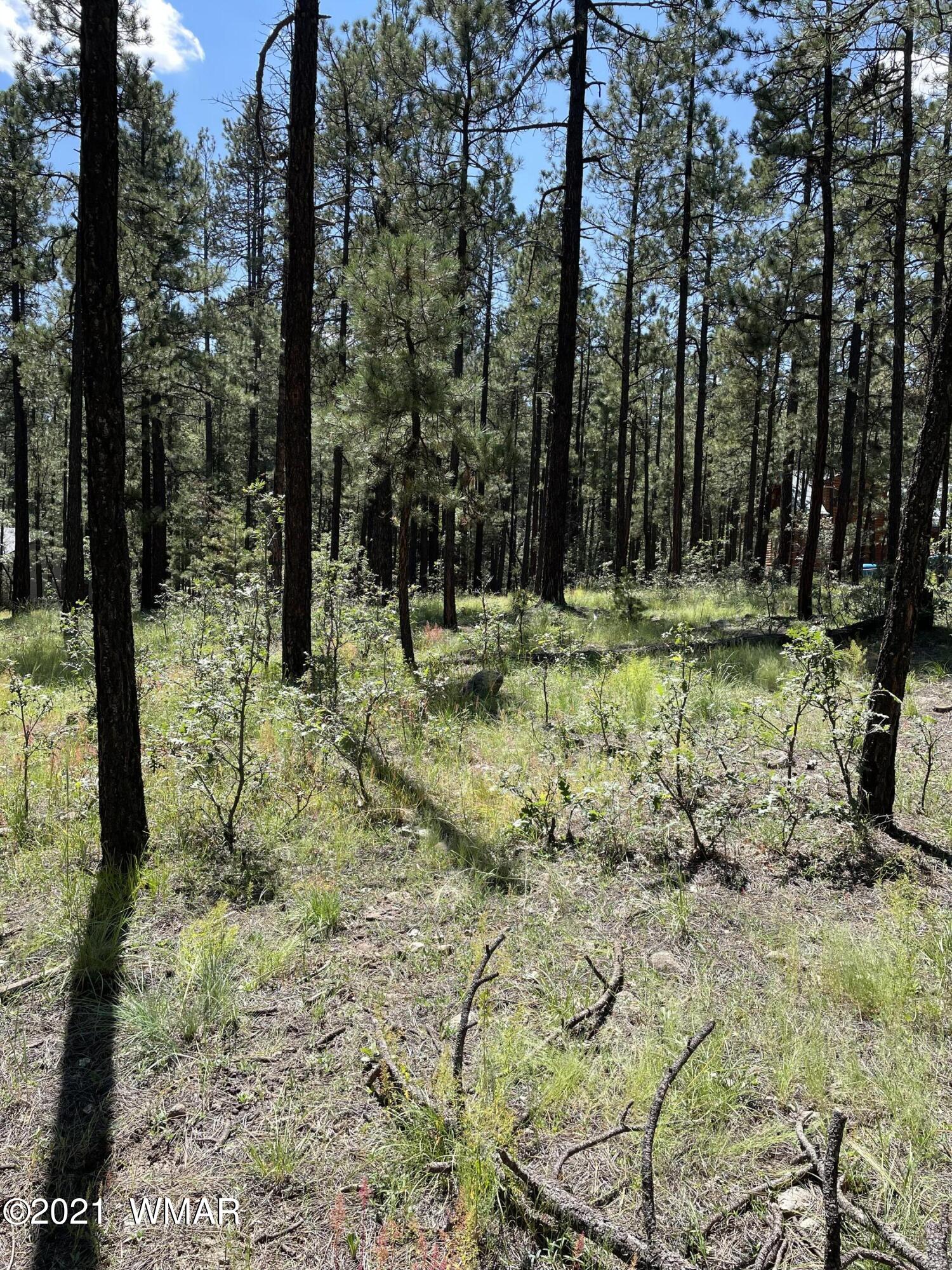 25 County Road Alpine, AZ 85920 - Photo 5 of 9