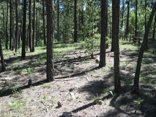 25 County Road Alpine, AZ 85920 - Photo 8 of 9