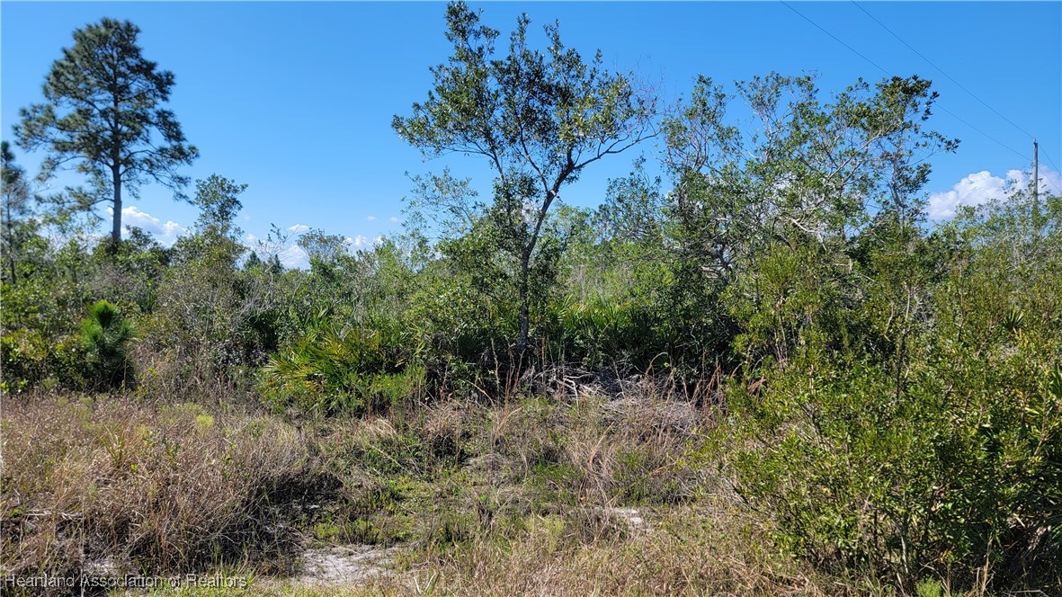 1061 Riding Drive Lorida, FL 33857 - Photo 1 of 21 a view of a forest