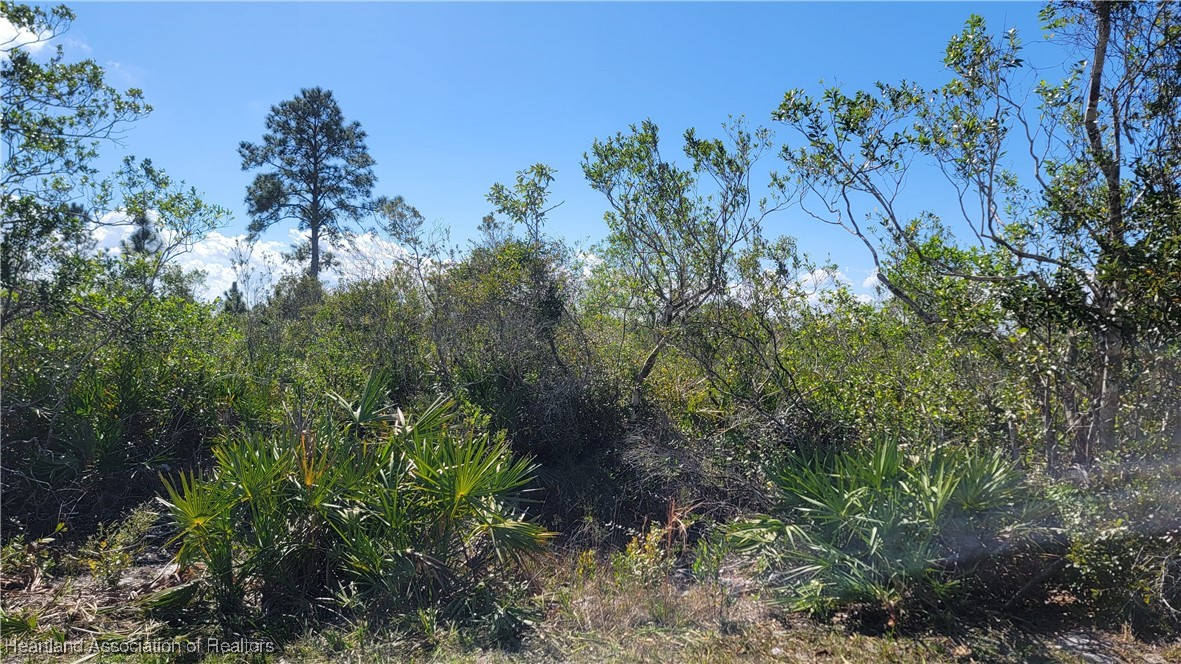 1061 Riding Drive Lorida, FL 33857 - Photo 11 of 21 a view of a lush green forest