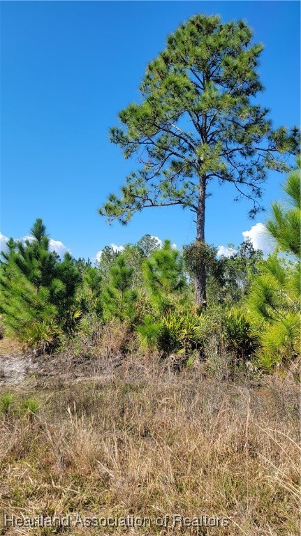 1061 Riding Drive Lorida, FL 33857 - Photo 9 of 21 a view of a garden with a tree