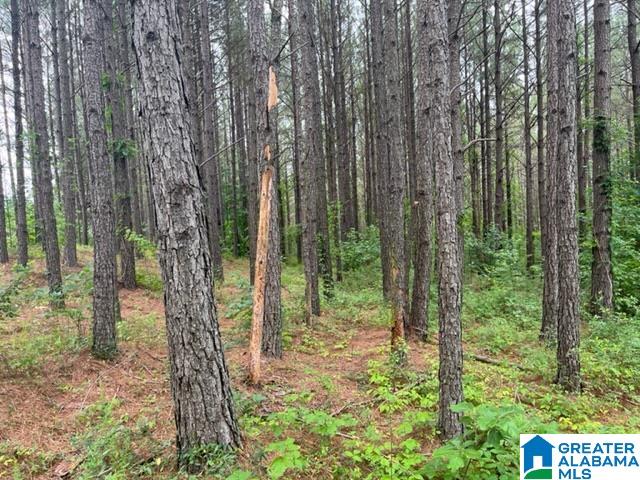 0 County Road 92, Unit X Graham, AL 36263 - Photo 8 of 13