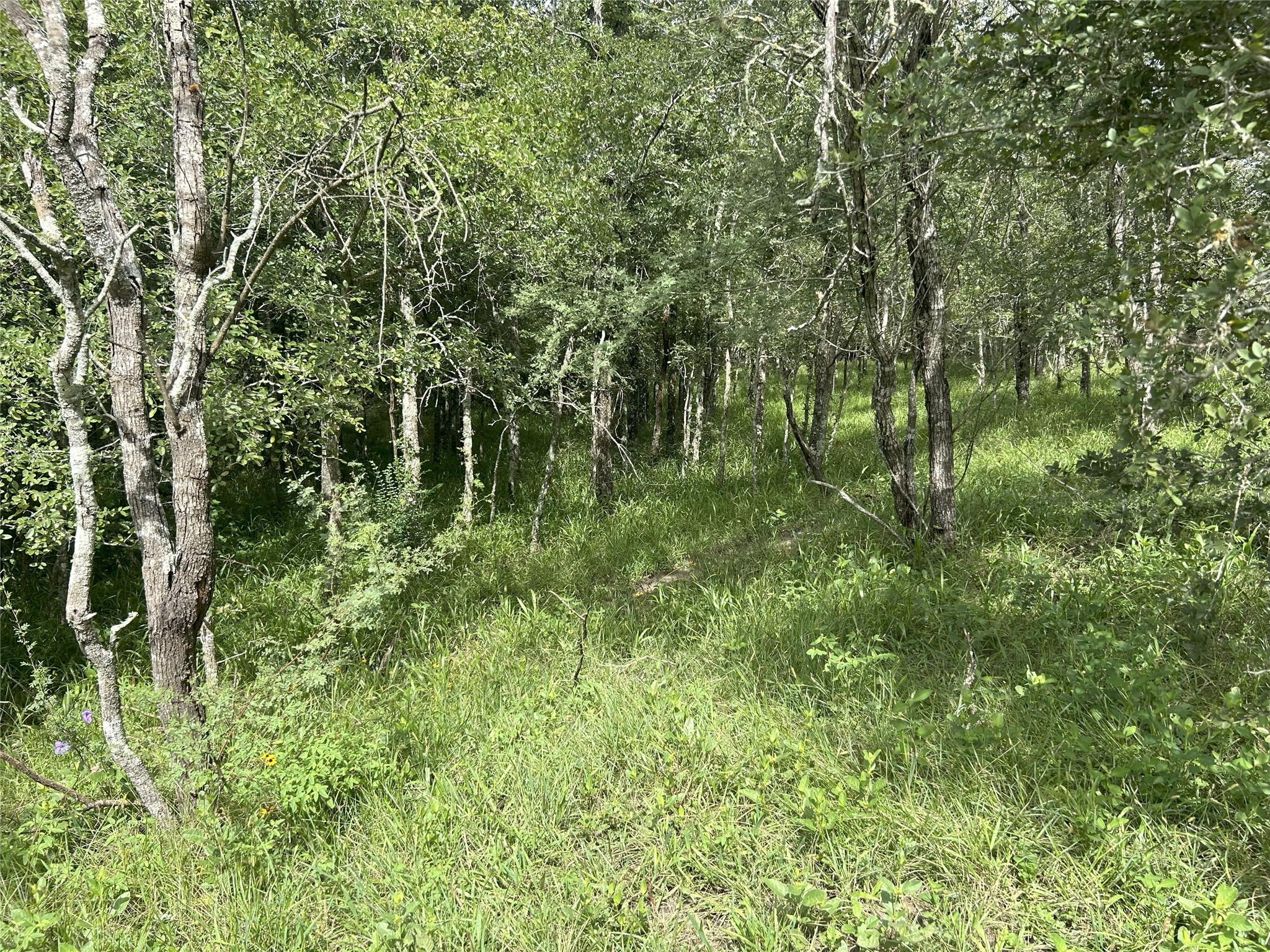 Tbd Holik Road Hempstead, TX 77445 - Photo 40 of 50