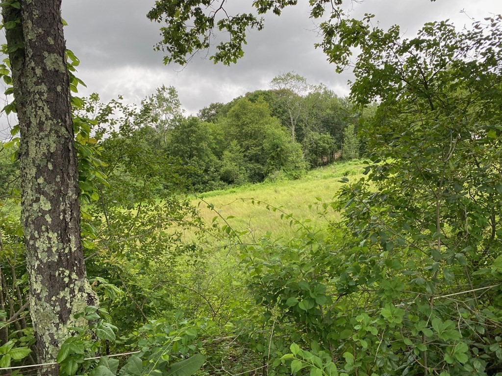 a view of a field of the tree