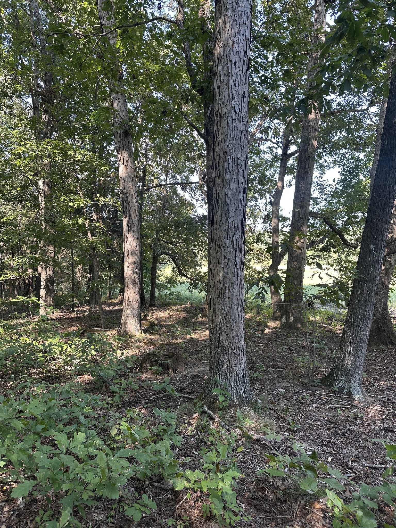 0 Perkins Road Puryear, TN 38251 - Photo 4 of 7 Gallery Image 4