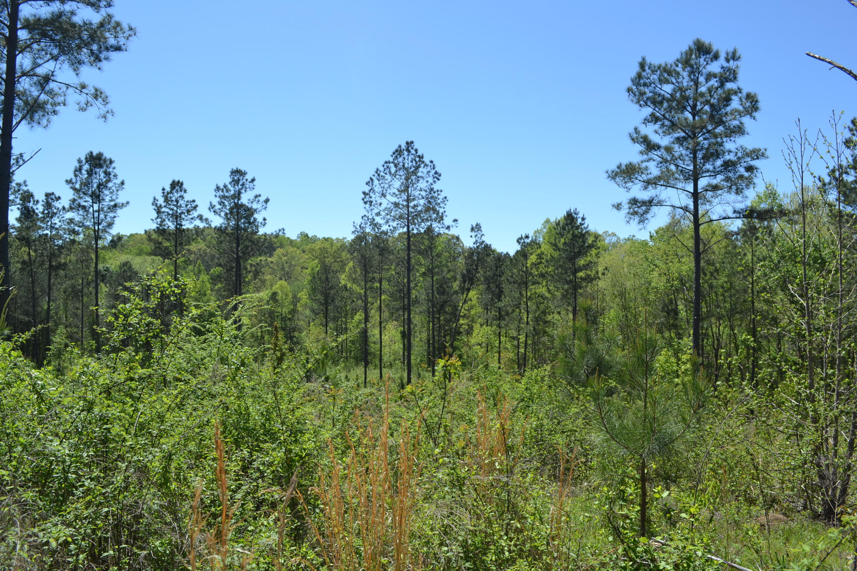 Ten Mile Tn 37880 Road Decatur, TN 37322 - Photo 1 of 6 Hon 224 ac_1917Hon 224 ac