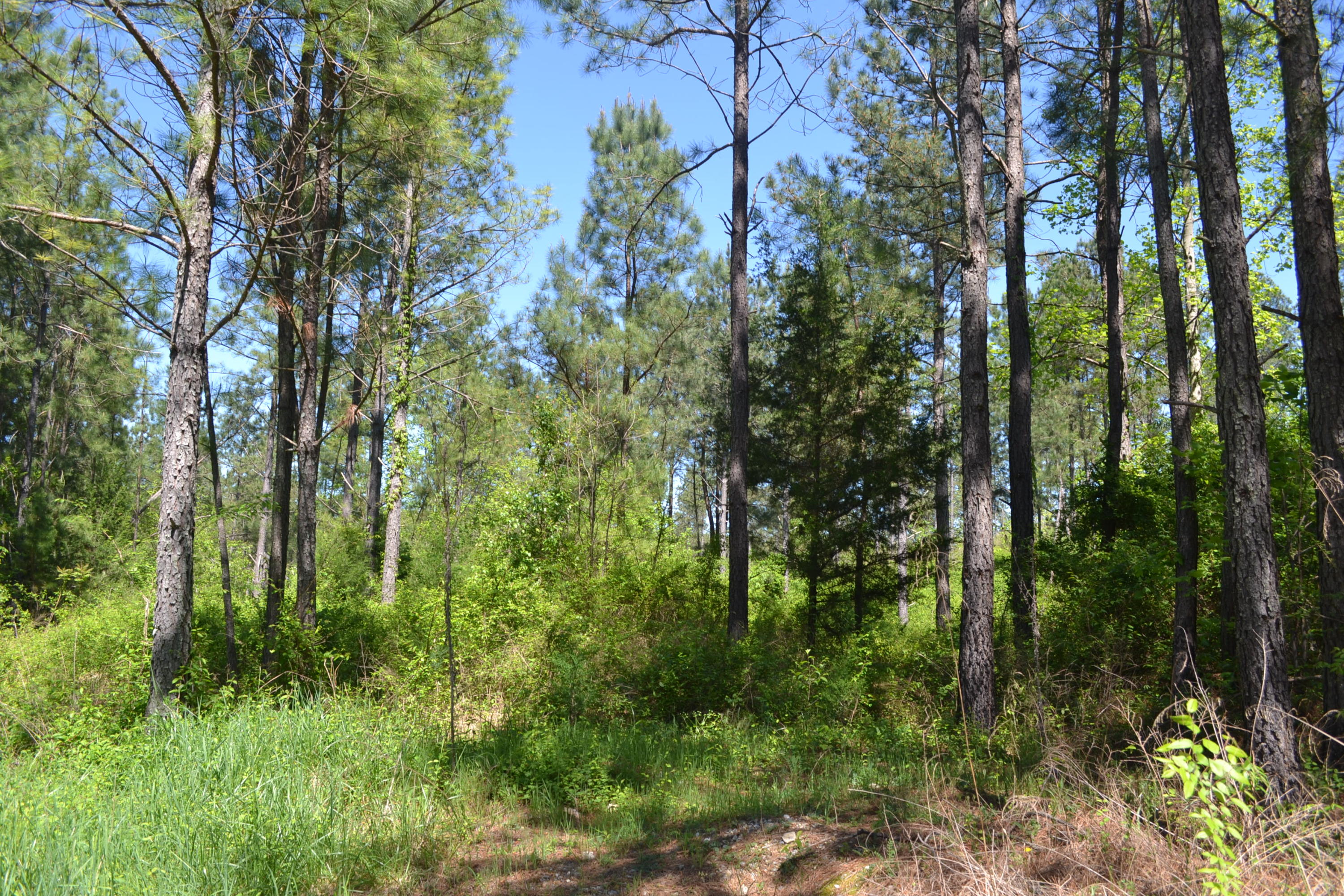 Ten Mile Tn 37880 Road Decatur, TN 37322 - Photo 5 of 6 Hon 224 ac_1925Hon 224 ac