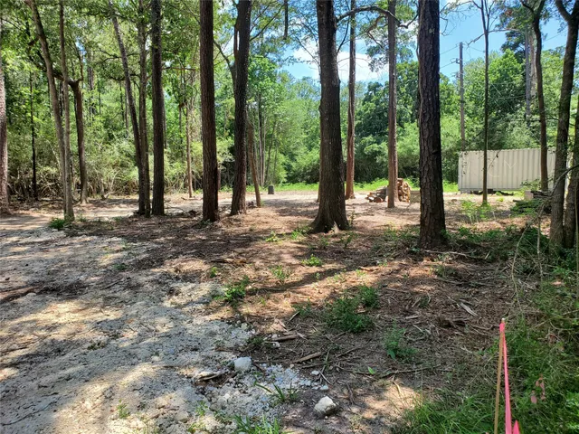 a view of a forest with trees in the background
