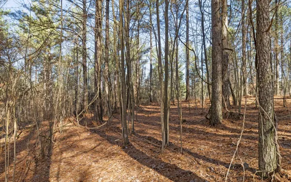 a view of a forest