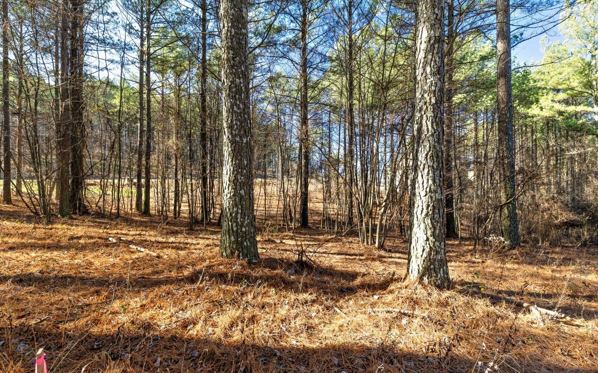1125 Split Rail Way Guild, TN 37340 - Photo 12 of 26 a backyard of a house with lots of green space