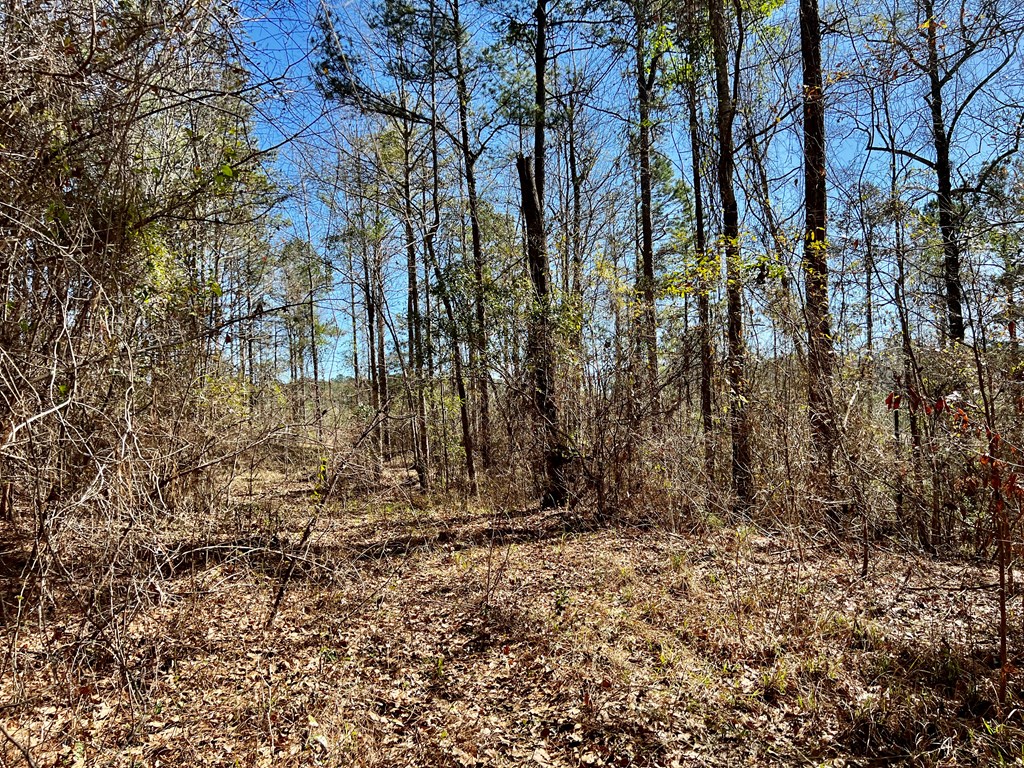 0 County Road 97 Abbeville, AL 36310 - Photo 39 of 53