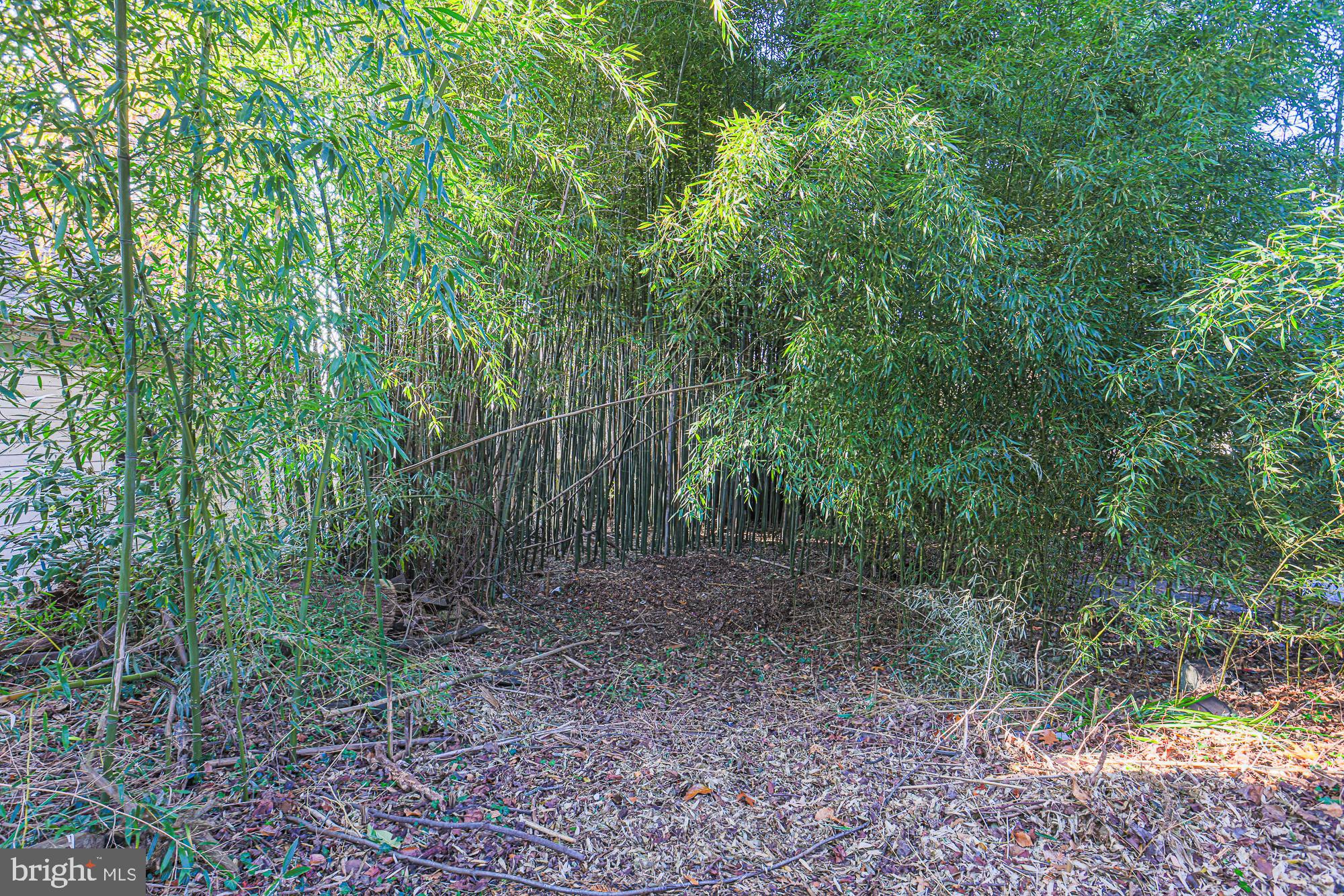 2606 Queen Anne Road Baltimore, MD 21216 - Photo 67 of 92 a view of a forest with trees in the background