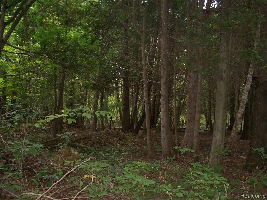 Cedar Creek Woods 2