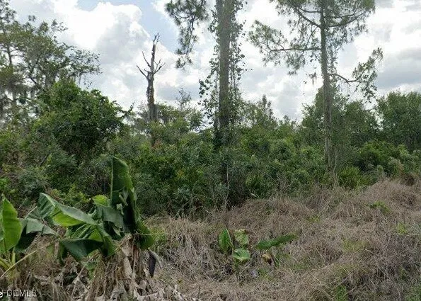 a view of a lush green forest with lots of trees