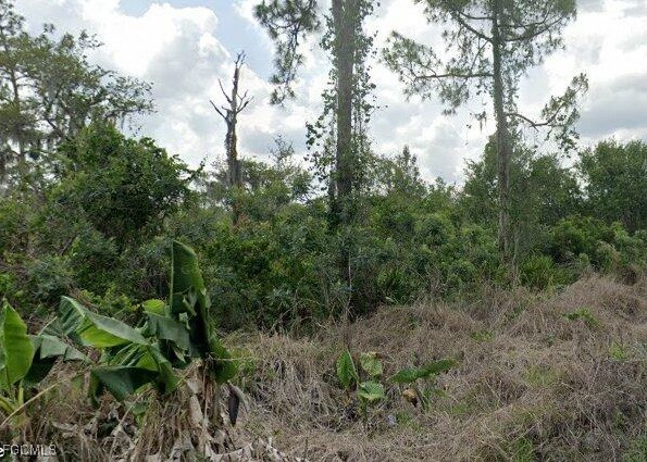 a view of a lush green forest with lots of trees