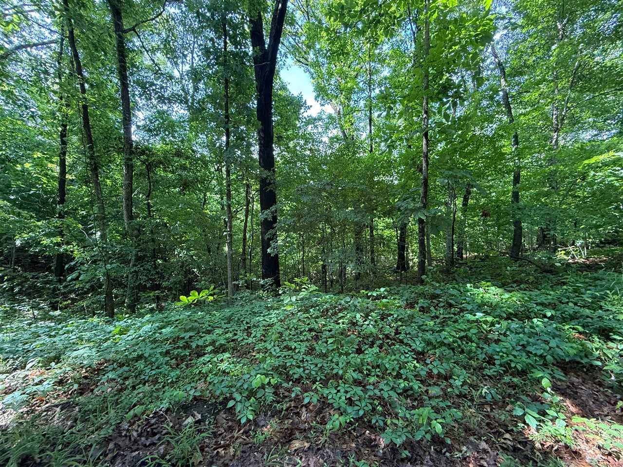 2.62-ac South Pitcher Road South Morgantown, KY 42261 - Photo 7 of 16 Gallery Image 7