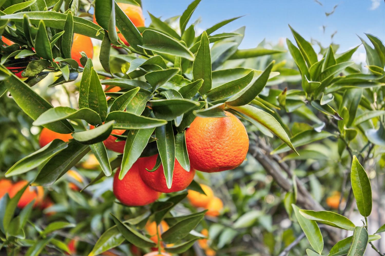 733 Killebrew Way Galt, CA 95632 - Photo 69 of 74